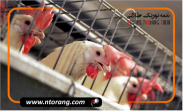 پرورش مرغ گوشتی در قفس؛ مزایا و معایب